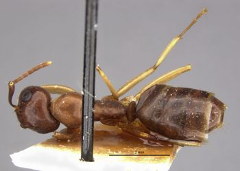 Media type: image;   Entomology 21531 Aspect: habitus dorsal view